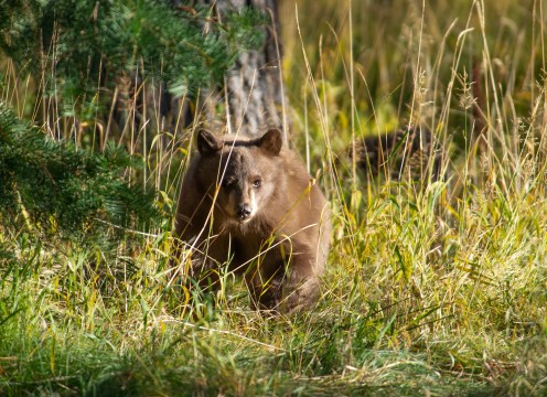 Curious Cub, Old Brockway GC.